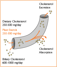 How to Use Phytosterols to Lower Your Cholesterol  Dr. Sam Robbins