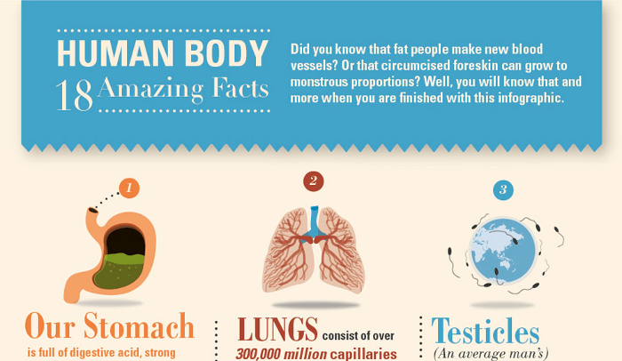 18 Amazing Facts About The Human Body Dr Sam Robbins 