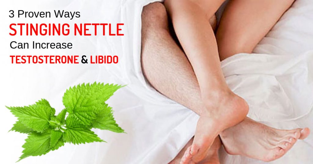 3 Proven Ways Stinging Nettle Can Increase Your Testosterone And Libido Dr Sam Robbins 1282