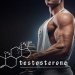 testosterone and muscle size