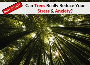 Can Trees Really Reduce Your Stress & Anxiety?