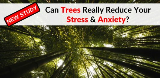 Can Trees Really Reduce Your Stress & Anxiety?