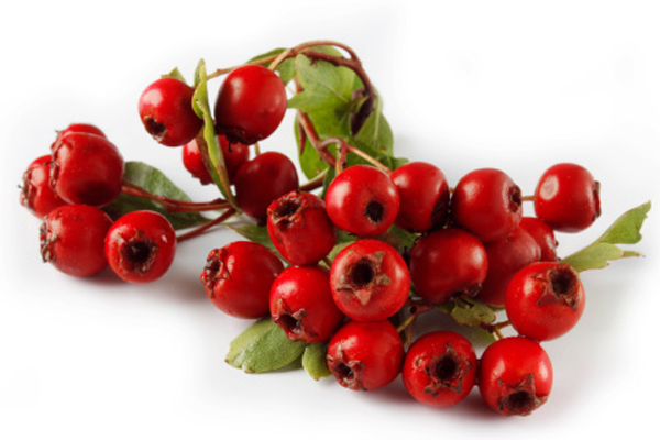 Hawthorn-Berries