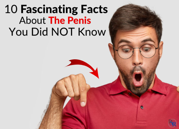 10 Fascinating Facts About The Penis You Did NOT Know