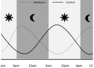 melatonin cortisol cycle